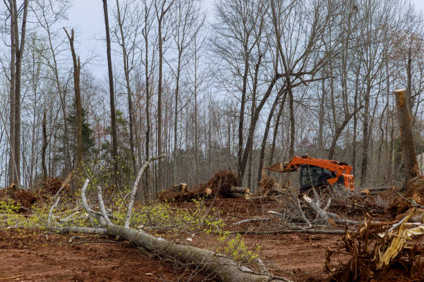 Best Storm Damage Tree Cleanup  in Chester Gap, VA