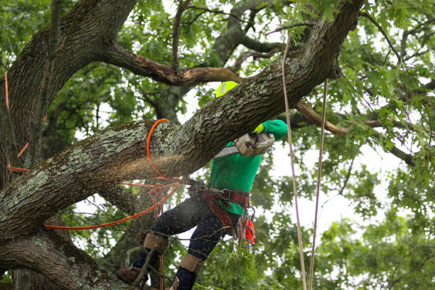 Trusted Chester Gap, VA Tree Removal Services Experts