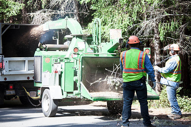 How Our Tree Care Process Works  in  Chester Gap, VA